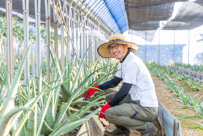 伊豆は全国でも有数のアロエの生産地