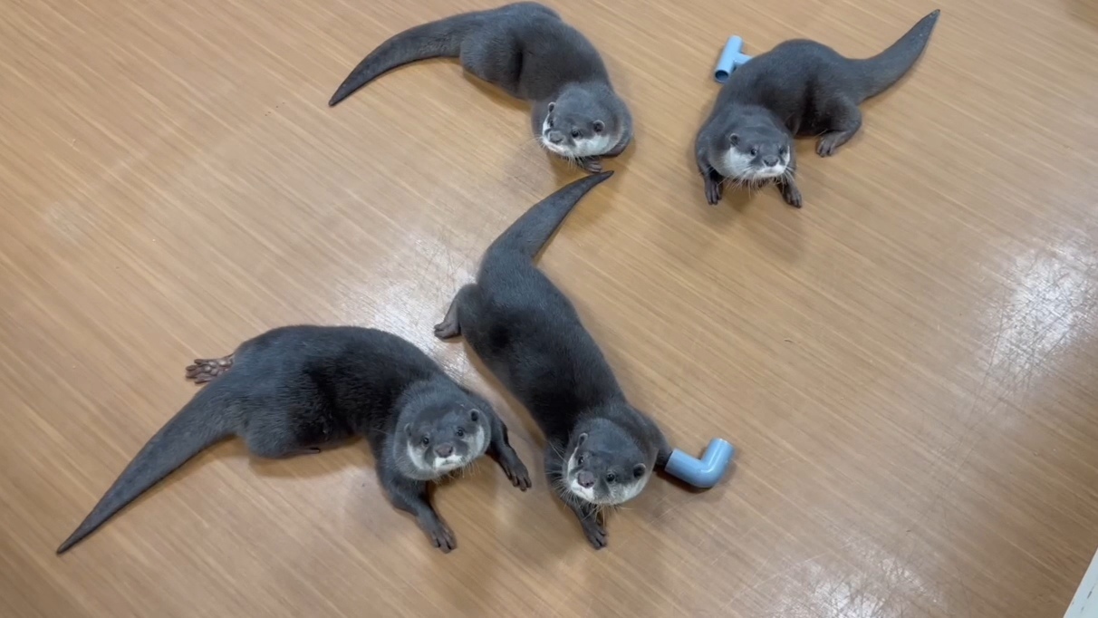 世界カワウソの日 World Otter Day2026 に「カワウソさんを知る