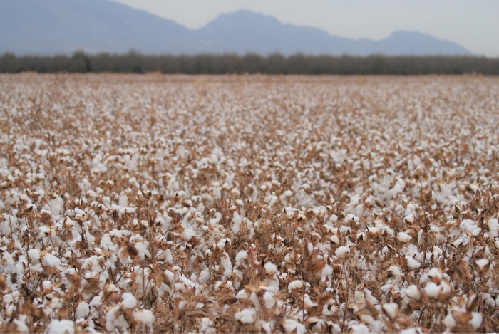 実際に使用しているスーピマを育てている農園