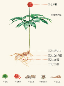 三七人参イラスト