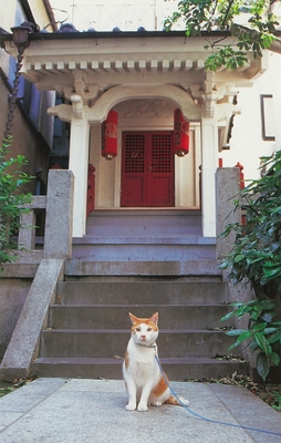 あさくさ福猫太郎写真