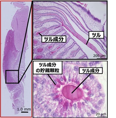 図3 P4投与によりツルを形成している卵殻腺の組織像