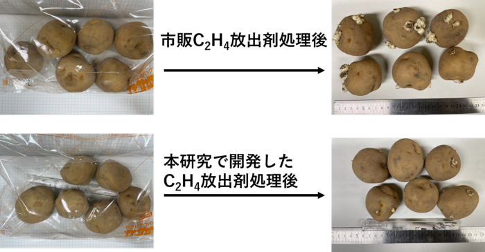 図2. 本研究で開発した放出剤(Ag+-X)と市販C2H4放出剤のジャガイモ発芽抑制性能の比較