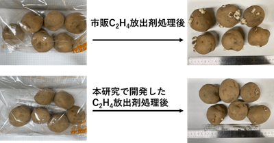 図2. 本研究で開発した放出剤（Ag+-X）と市販C2H4放出剤のジャガイモ発芽抑制性能の比較