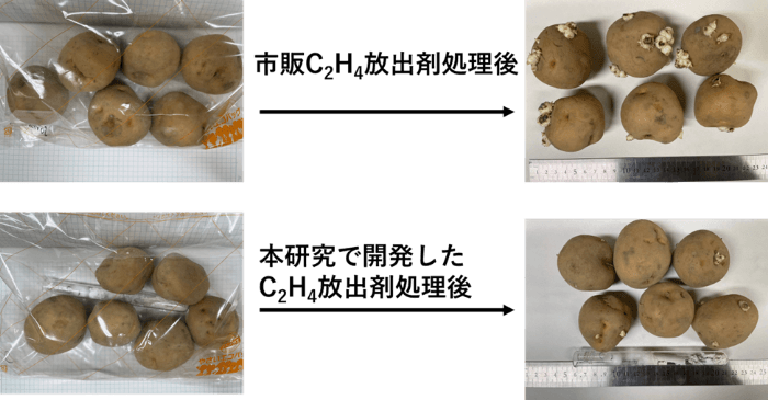 図2. 本研究で開発した放出剤（Ag+-X）と市販C2H4放出剤のジャガイモ発芽抑制性能の比較