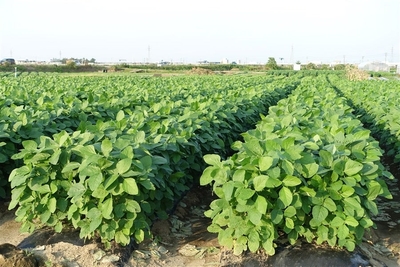 くろさき茶豆 本茶豆 栽培風景