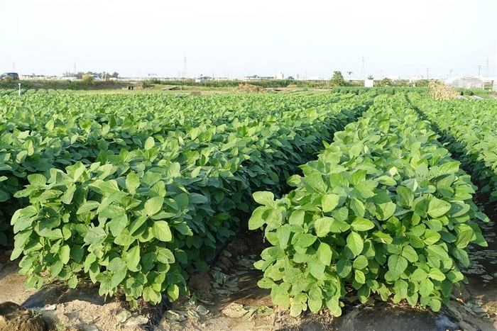 くろさき茶豆　本茶豆　栽培風景