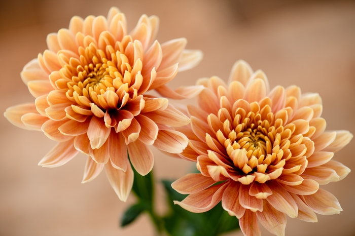 ディスバッドマム“エファサーモン” 撮影:三浦 希衣子