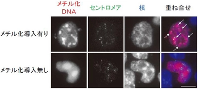 世界初！受精卵のエピゲノム編集に成功　細胞分化制御やDNA組換えを伴わない遺伝子治療などへの応用に期待