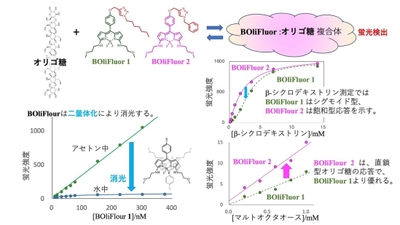 福井県立大学 日竎教授および近畿大学 北山教授の共同研究グループが、オリゴ糖の疎水性を選択的に感知する新規蛍光色素を開発