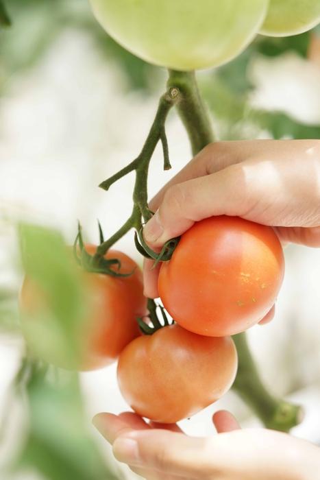 西尾市学校給食で採用の安全・栄養タップリ　トマト