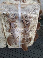 アラゲキクラゲ子実体 発生