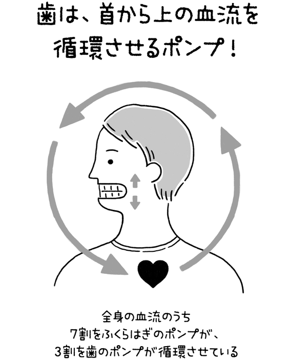 歯は、首から上の血流を循環させるポンプ!