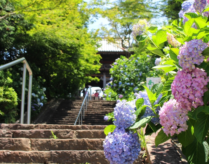 あじさい寺・長慶寺(6月)