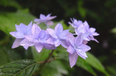 六甲高山植物園　シーボルトが紹介した幻のアジサイ シチダンカが見頃を迎えました！