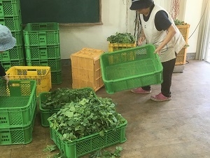 旧阿伝小学校に集まる長命草