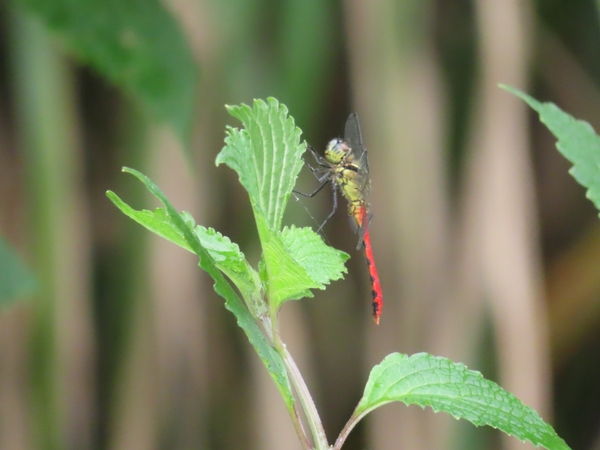 オスは顔が白くなるヒメアカネ
