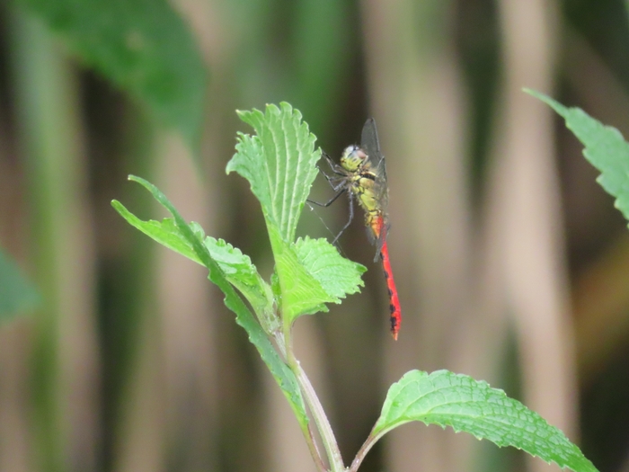 オスは顔が白くなるヒメアカネ