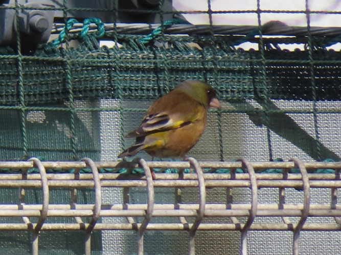 翼に鮮やかな黄色が目立つカワラヒワ