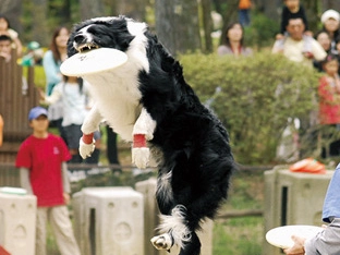 <愛犬家の祭典が山梨に！> 山梨県曽根丘陵公園にて、ディスクドッグの全国大会「ＮＤＡディスクドッグ競技会」開催！