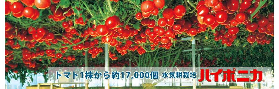 トマト1株から約17,000個の結実を達成