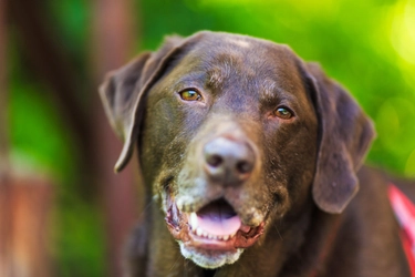 老犬の体の変化に合わせた体調管理とは？