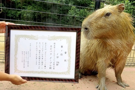 5園国コラボ対決！伊豆VS長崎VS埼玉VS那須VS石川 『カピリンピック★カピバラのすいか早食い競争』を8月4日に開催 ～勝つのは、どのカピバラ！？～