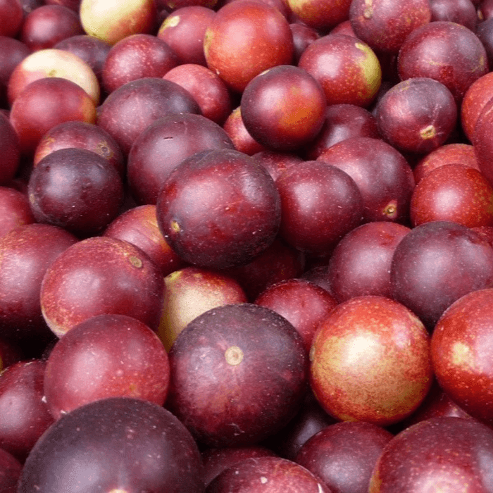 樹上で完熟した実だけを収穫