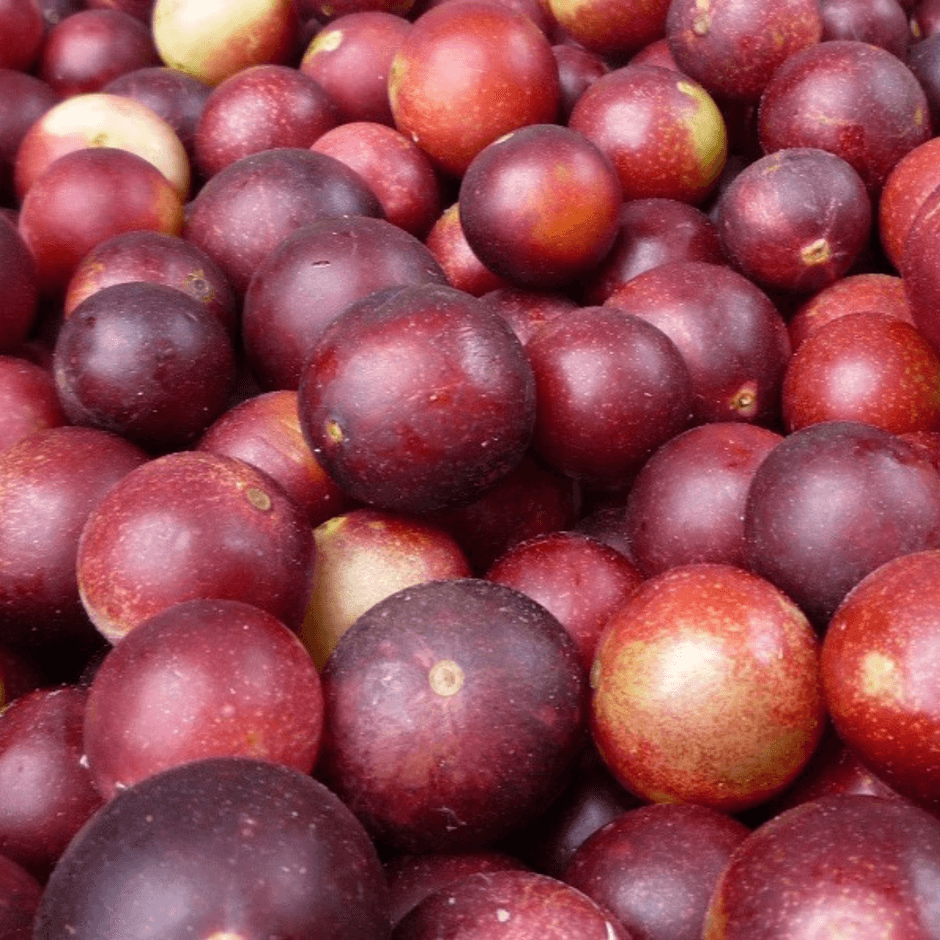 樹上で完熟した実だけを収穫