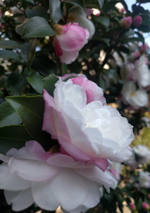 第一回新俳句フォト賞 Senri さん受賞作品