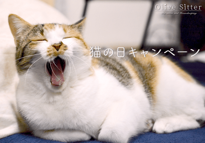 猫の日キャンペーン