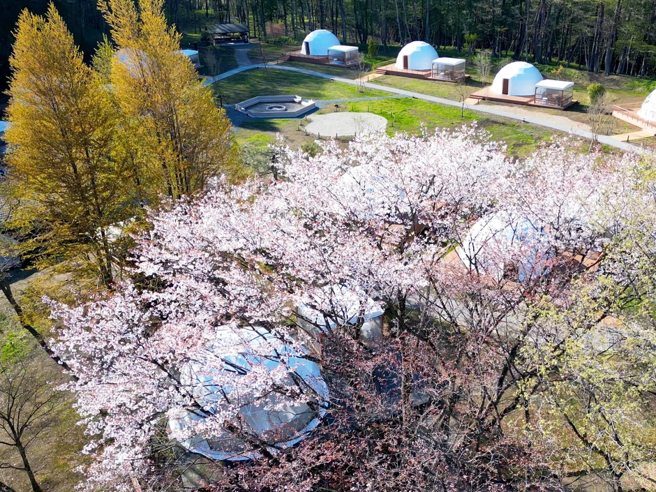 今年の桜の開花予想