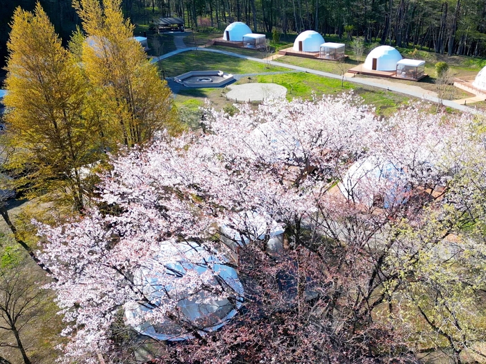 今年の桜の開花予想