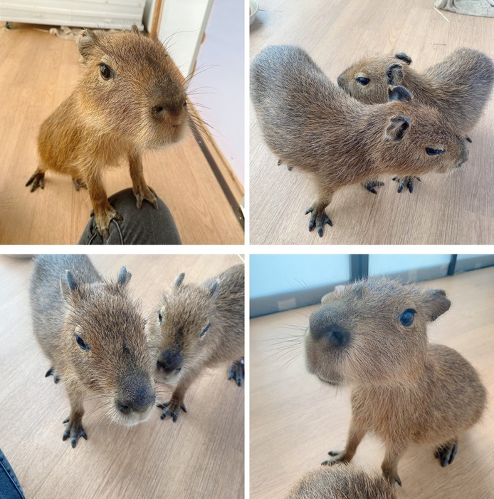 珍しいカピバラベビーと、間近でふれあえるのは今だけ!