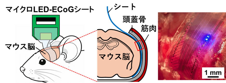 図２．マウス脳への開発シートの設置（青色光による刺激の様子）