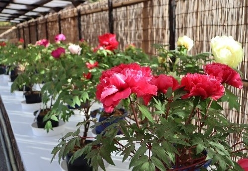 新春の植物展の様子(令和6年撮影)