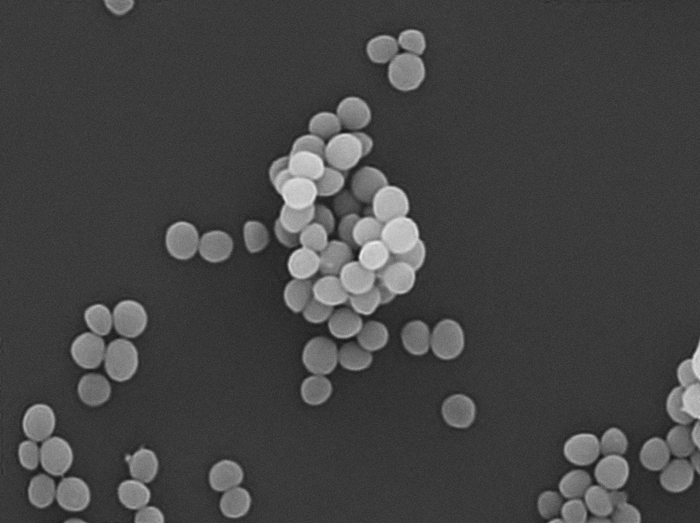 美肌菌(開発した繊維により増やすことができる)　※画像提供：大阪産業技術研究所・永尾 寿浩博士