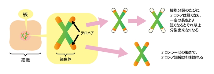 テロメアと細胞分裂によるテロメア短縮