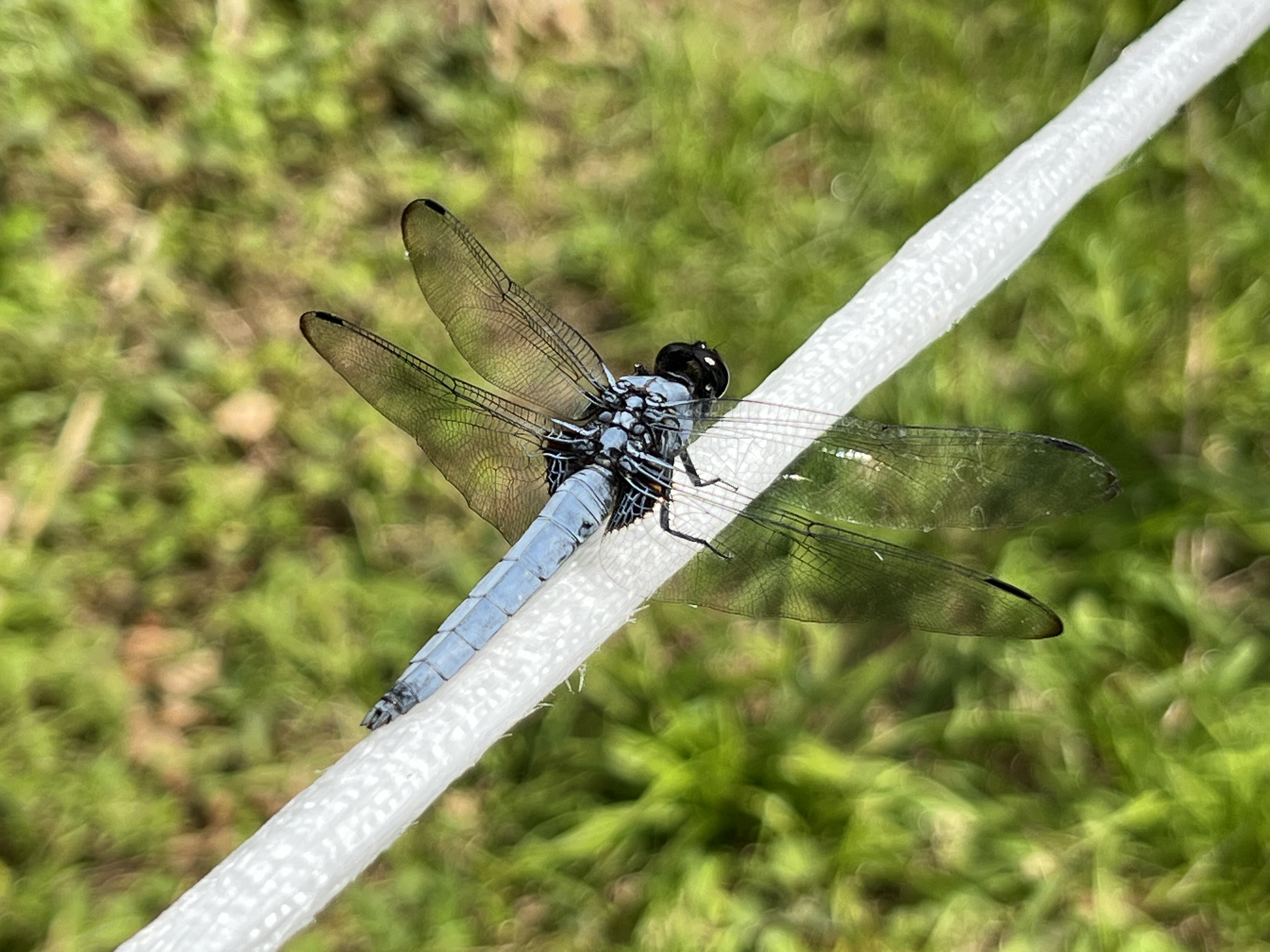 【定員に達したため受付終了いたしました】（小山内裏公園）サンクチュアリ・ツアー　～夏のトンボを観察してみよう～