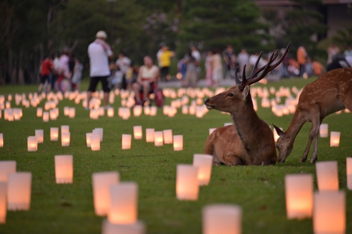 幻想的な灯りに揺れる夏の風物詩「なら燈花会」