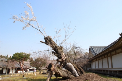 倒れた翌年