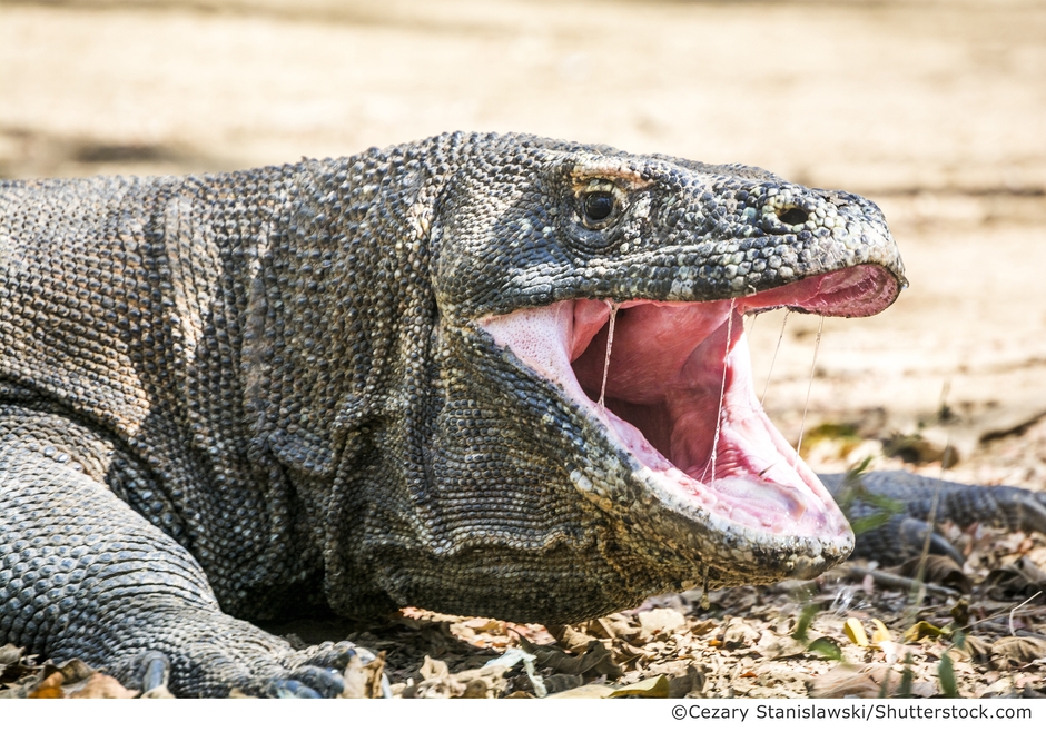 コモドオオトカゲ 