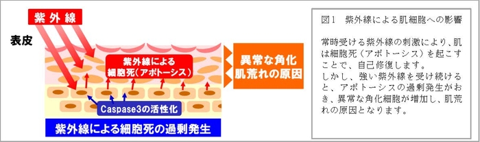 図1　紫外線による肌細胞への影響