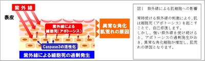 図1 紫外線による肌細胞への影響