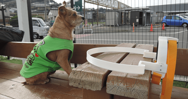 視力を失った愛犬を衝突から守る!「ドッグバンパー・イージー」2