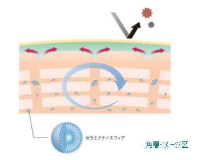 セラミドナノスフィア図