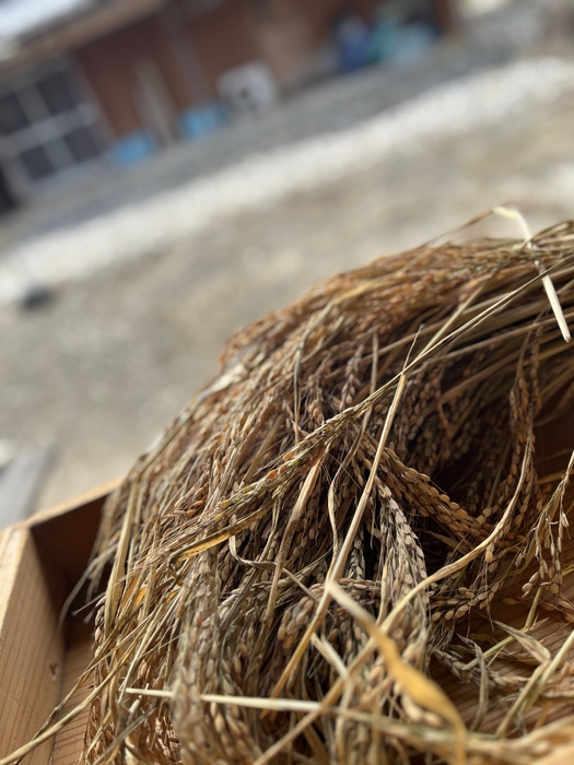 収穫した稲