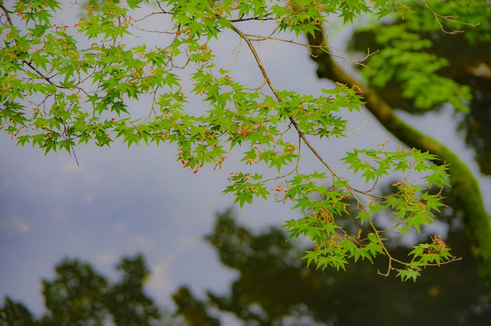 円山公園の青紅葉
