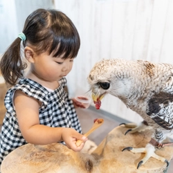 大阪・なんばの猛禽類カフェ「raptorland Shovel」が 出張サービスを開始！
