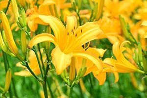 ニッコウキスゲ(ユリ科)